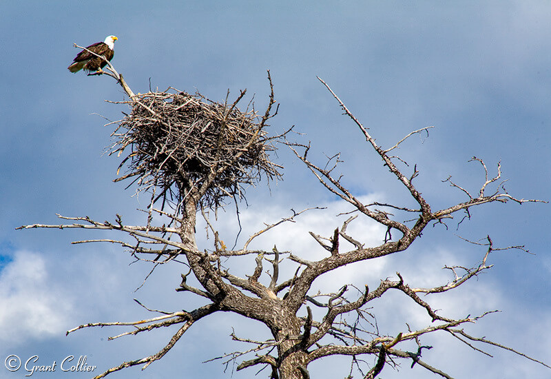 bald eagle on a tree